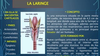 LA LARINGE
• CONCEPTO:
Es una estructura situada en la parte media
del cuello, de máxima longitud de 4,5 cm de
longitud, por donde pasa aire (de la faringe) y
los alimentos (del esófago), además permite
protección de vías respiratorias, paso del aire
desde los pulmones y es principal órgano
fonador del ser humano.
ESTÁ FORMADO POR:
Nueve cartílagos articulados entre sí, dispone
de varios músculos y el interior está
recubierta por una mucosa. En unos de los
repliegues están las cuerdas vocales,
estructuras musculares y ligamentos que
dejan entre ellas un espacio de forma
• EN ELLA SE
ENCUENTRA
CARTÍLAGOS
:
• PARES
Aritenoides
Corniculados
Cuneiformes
• IMPARES
Epiglotis
Tiroides
Cricoides
 