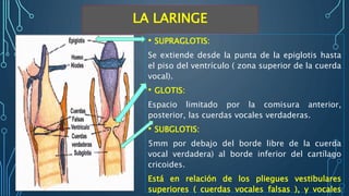 LA LARINGE
• SUPRAGLOTIS:
Se extiende desde la punta de la epiglotis hasta
el piso del ventrículo ( zona superior de la cuerda
vocal).
• GLOTIS:
Espacio limitado por la comisura anterior,
posterior, las cuerdas vocales verdaderas.
• SUBGLOTIS:
5mm por debajo del borde libre de la cuerda
vocal verdadera) al borde inferior del cartílago
cricoides.
Está en relación de los pliegues vestibulares
superiores ( cuerdas vocales falsas ), y vocales
 
