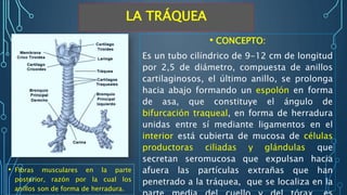 LA TRÁQUEA
• CONCEPTO:
Es un tubo cilíndrico de 9-12 cm de longitud
por 2,5 de diámetro, compuesta de anillos
cartilaginosos, el último anillo, se prolonga
hacia abajo formando un espolón en forma
de asa, que constituye el ángulo de
bifurcación traqueal, en forma de herradura
unidas entre sí mediante ligamentos en el
interior está cubierta de mucosa de células
productoras ciliadas y glándulas que
secretan seromucosa que expulsan hacia
afuera las partículas extrañas que han
penetrado a la tráquea, que se localiza en la
• Fibras musculares en la parte
posterior, razón por la cual los
anillos son de forma de herradura.
 