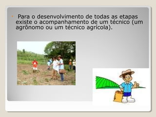 • Para o desenvolvimento de todas as etapas
existe o acompanhamento de um técnico (um
agrônomo ou um técnico agrícola).
 