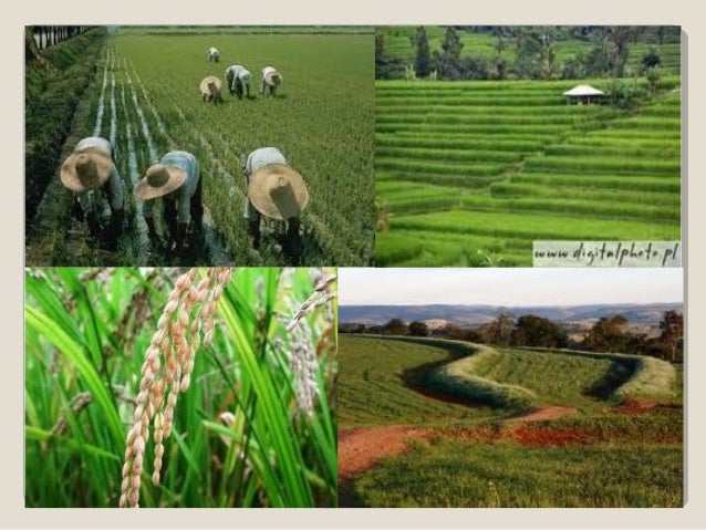 Moderna Empresa AgrícolaModerna Empresa Agrícola
Alto grau de capitalização e organização 
empresarial.
Estados Unidos, ...