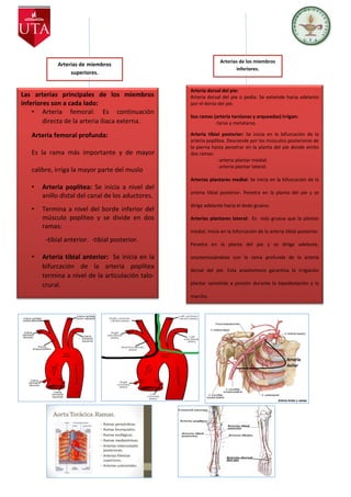 Arterias de los miembros
inferiores.
Arterias de miembros
superiores.
Las arterias principales de los miembros
inferiores son a cada lado:
• Arteria femoral: Es continuación
directa de la arteria iliaca externa.
Arteria femoral profunda:
Es la rama más importante y de mayor
calibre, irriga la mayor parte del muslo
• Arteria poplítea: Se inicia a nivel del
anillo distal del canal de los aductores.
• Termina a nivel del borde inferior del
músculo poplíteo y se divide en dos
ramas:
-tibial anterior. -tibial posterior.
• Arteria tibial anterior: Se inicia en la
bifurcación de la arteria poplítea
termina a nivel de la articulación talo-
crural.
Arteria dorsal del pie:
Arteria dorsal del pie o pedia: Se extiende hacia adelante
por el dorso del pie.
Sus ramas (arteria tarsianas y arqueadas) irrigan:
-tarso y metatarso.
Arteria tibial posterior: Se inicia en la bifurcación de la
arteria poplítea. Desciende por los músculos posteriores de
la pierna hasta penetrar en la planta del pie donde emite
dos ramas:
-arteria plantar medial.
-arteria plantar lateral.
Arterias plantares medial: Se inicia en la bifurcación de la
arteria tibial posterior. Penetra en la planta del pie y se
dirige adelante hacia el dedo grueso.
Arterias plantares lateral: Es más gruesa que la plantar
medial. Inicia en la bifurcación de la arteria tibial posterior.
Penetra en la planta del pie y se dirige adelante,
anastomosándose con la rama profunda de la arteria
dorsal del pie. Esta anastomosis garantiza la irrigación
plantar sometida a presión durante la bipedestación y la
marcha.
 