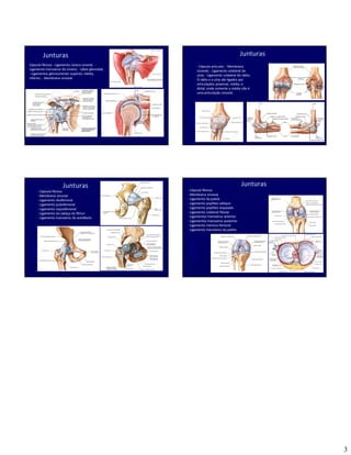 Sistema Articular