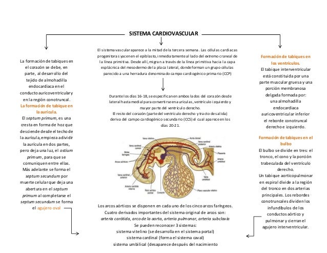 Sistema cadiovascular embrionario (cuadro sinóptico)