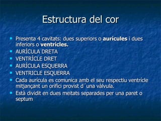 Estructura del cor Presenta 4 cavitats: dues superiors o  aurícules  i dues inferiors o  ventrícles. AURÍCULA DRETA VENTRÍCLE DRET AURÍCULA ESQUERRA VENTRICLE ESQUERRA Cada aurícula es comunica amb el seu respectiu ventrícle mitjançant un orifici provist d´una vàlvula. Està dividit en dues meitats separades per una paret o septum 