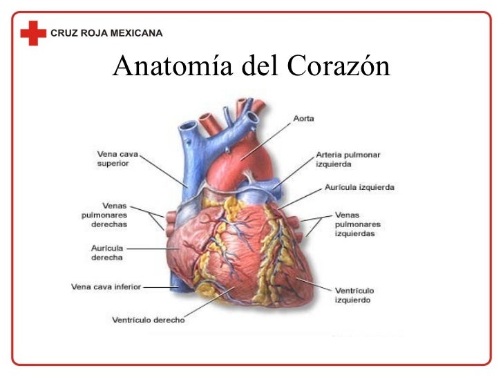 sistema cardio
