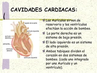 CAVIDADES CARDIACAS: Las Aurículas sirven de reservorio y los ventrículos efectúan la acción de bombeo. La parte derecha es un sistema de baja presión.  El lado izquierdo es un sistema de alta presión.  Ambos tabiques dividen el corazón en dos sistemas de bombeo. (cada uno integrado por una Aurícula y un ventrículo). 