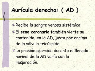 Aurícula derecha: ( AD ) Recibe la sangre venosa sistémica  El  seno coronario  también vierte su contenido, en la AD, justo por encima de la válvula tricúspide. La presión ejercida durante el llenado normal de la AD varía con la respiración. 