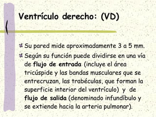 Ventrículo derecho: (VD) Su pared mide aproximadamente 3 a 5 mm. Según su función puede dividirse en una vía de  flujo de entrada  (incluye el área tricúspide y las bandas musculares que se entrecruzan, las trabéculas, que forman la superficie interior del ventrículo)  y  de  flujo de salida  (denominado infundíbulo y se extiende hacia la arteria pulmonar). 