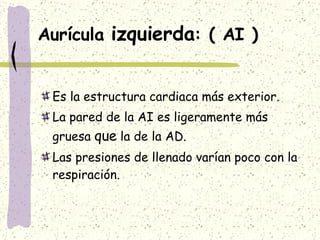Aurícula  izquierda : ( AI ) Es la estructura cardiaca más exterior. La pared de la AI es ligeramente más gruesa  que  la de la AD. Las presiones de llenado varían poco con la respiración. 