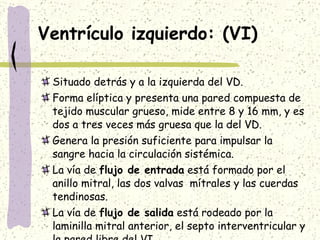 Ventrículo izquierdo: (VI) Situado detrás y a la izquierda del VD. Forma elíptica y presenta una pared compuesta de tejido muscular grueso, mide entre 8 y 16 mm, y es dos a tres veces más gruesa que la del VD. Genera la presión suficiente para impulsar la sangre hacia la circulación sistémica. La vía de  flujo de entrada  está formado por el anillo mitral, las dos valvas  mítrales y las cuerdas tendinosas. La vía de  flujo de salida  está rodeado por la laminilla mitral anterior, el septo interventricular y la pared libre del VI. 