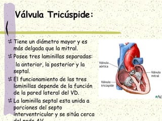 Válvula Tricúspide: Tiene un diámetro mayor y es más delgada que la mitral. Posee tres laminillas separadas: la anterior, la posterior y la septal. El funcionamiento de las tres laminillas depende de la función de la pared lateral del VD. La laminilla septal esta unida a porciones del septo interventricular y se sitúa cerca del nodo AV. 