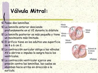 Válvula Mitral: Posee dos laminillas. La laminilla anterior desciende profundamente en el VI durante la diástole La laminilla posterior es más pequeña y tiene un movimiento más limitado. El orificio tiene en los adultos una superficie de 4 a 6 cm 2. La contracción auricular obliga a las válvulas AV a abrirse e impulsa la sangre hacia los ventrículos. La contracción ventricular ejerce una presión contra las laminillas, las cuales se abomban hacia arriba en dirección a la aurícula. Las cuerdas tendinosas sujetan las laminillas. 