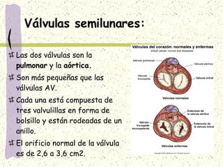 Válvulas semilunares: Las dos válvulas son la  pulmonar  y la  aórtica. Son más pequeñas que las válvulas AV. Cada una está compuesta de tres valvulillas en forma de bolsillo y están rodeadas de un anillo. El orificio normal de la válvula es de 2,6 a 3,6 cm2. 