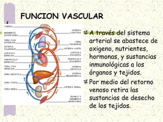 FUNCION VASCULAR A través del sistema arterial se abastece de oxigeno, nutrientes, hormonas, y sustancias inmunológicas a los órganos y tejidos. Por medio del retorno venoso retira las sustancias de desecho de los tejidos. 