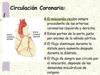 Circulación Coronaria: El miocardio recibe sangre procedente de las arterias coronarias izquierda y derecha. Estas parten de la aorta justo por encima de la válvula aórtica. El flujo disminuye durante la sístole pero aumenta después durante la diástole. El flujo de sangre que circula por el miocardio, depende de las demandas miocárdicas de oxígeno. 