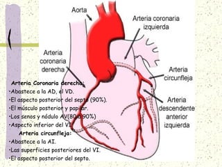 Arteria Coronaria derecha: Abastece a la AD, el VD. El aspecto posterior del septo (90%). El músculo posterior y papilar. Los senos y nódulo AV(80 a 90%) Aspecto inferior del VI. Arteria circunfleja: Abastece a la AI. Las superficies posteriores del VI. El aspecto posterior del septo. 