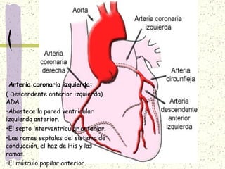Arteria coronaria izquierda: ( Descendente anterior izquierda) ADA Abastece la pared ventricular izquierda anterior. El septo interventricular anterior. Las ramas septales del sistema de conducción, el haz de His y las ramas. El músculo papilar anterior. El ápex ventricular izquierdo. 
