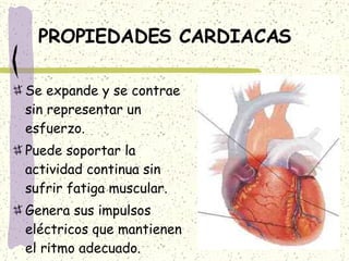 PROPIEDADES CARDIACAS Se expande y se contrae sin representar un esfuerzo. Puede soportar la actividad continua sin sufrir fatiga muscular. Genera sus impulsos eléctricos que mantienen el ritmo adecuado. 