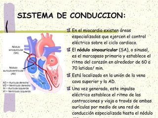 SISTEMA DE CONDUCCION: En el miocardio existen áreas especializadas que ejercen el control eléctrico sobre el ciclo cardiaco. El  nódulo sinoauricular  (SA), o sinusal, es el marcapaso primario y establece el ritmo del corazón en alrededor de 60 a 70 latidos/ min. Está localizado en la unión de la vena cava superior y la AD. Una vez generado, este impulso eléctrico establece el ritmo de las contracciones y viaja a través de ambas aurículas por medio de una red de conducción especializada hasta el nódulo AV. 
