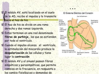 ... El nódulo AV, está localizado en el suelo de la AD, recibe el impulso y lo transmite hacia el haz de his. El haz de his se divide en una rama derecha y dos ramas izquierda. Estas terminan en una red denominada  fibras de purkinje,  las que se extienden por todo el ventrículo. Cuando el impulso alcanza  el  ventrículo, la estimulación del miocardio produce la  despolarización  de las células y tiene lugar la  contracción El nódulo AV y el sinusal poseen fibras simpáticas y parasimpáticas, que permite cambios en la frecuencia, en respuesta a los cambio fisiológicos y demandas de oxígeno. 