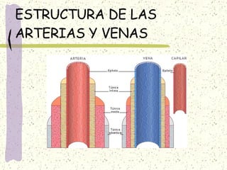 ESTRUCTURA DE LAS ARTERIAS Y VENAS 