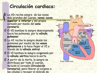 Circulación cardiaca: La AD recibe sangre  de las venas más grandes del cuerpo,  venas cavas superior e inferior  y del propio corazón por medio del  seno coronario . El VD bombea la sangre desoxigenada hacia los pulmones, por la  válvula pulmonar .  La AI recibe la sangre desde los pulmones por medio de las  venas pulmonares  y la hace llegar al VI a través de la  válvula mitral . El VI bombea la sangre oxi g enada por la  válvula aórtica  hacia la aorta. A partir de la Aorta, la sangre se distribuye por todo el cuerpo, incluido el corazón ( Circulación coronaria) , para liberar el oxígeno a las células y recoger el dióxido de carbono. 