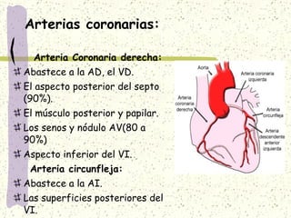 Arterias coronarias: Arteria Coronaria derecha: Abastece a la AD, el VD. El aspecto posterior del septo (90%). El músculo posterior y papilar. Los senos y nódulo AV(80 a 90%) Aspecto inferior del VI. Arteria circunfleja: Abastece a la AI. Las superficies posteriores del VI. El aspecto posterior del septo. 