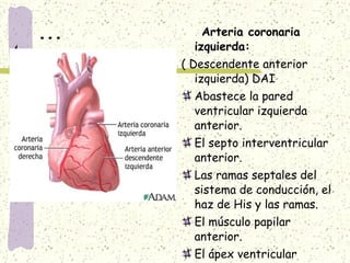 ... Arteria coronaria izquierda: ( Descendente anterior izquierda) DAI Abastece la pared ventricular izquierda anterior. El septo interventricular anterior. Las ramas septales del sistema de conducción, el haz de His y las ramas. El músculo papilar anterior. El ápex ventricular izquierdo. 