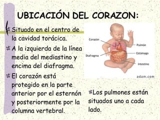 UBICACIÓN DEL CORAZON: Situado en el centro de la cavidad torácica. A la izquierda de la línea media del mediastino y encima del diafragma. El corazón está protegido en la parte anterior por el esternón y posteriormente por la columna vertebral. Los pulmones están situados uno a cada lado. 