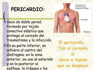 PERICARDIO: Saco de doble pared, formado por tejido conectivo elástico que protege al corazón del traumatismo y la infección. En su parte inferior, se adhiere al centro del diafragma; en la zona anterior, se une al esternón y en la posterior al esófago, la tráquea y los bronquios principales. El pericardio,  fija el corazón al tórax e impide que se desplace 