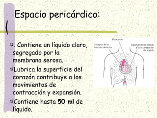 Espacio pericárdico: . Contiene un líquido claro, segregado por la membrana serosa. Lubrica la superficie del corazón contribuye a los  movimientos de contracción y expansión. Contiene hasta  50 ml  de líquido. 