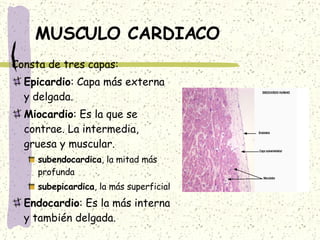 MUSCULO CARDIACO Consta de tres capas: Epicardio : Capa más externa y delgada. Miocardio : Es la que se contrae. La intermedia, gruesa y muscular. subendocardica , la mitad más profunda  subepicardica , la más superficial Endocardio : Es la más interna y también delgada. 