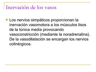 Inervación de los vasos Los nervios simpáticos proporcionan la inervación vasomotora a los músculos lisos de la túnica media provocando vasoconstricción (mediante la noradrenalina). De la vasodilatación se encargan los nervios colinérgicos. 