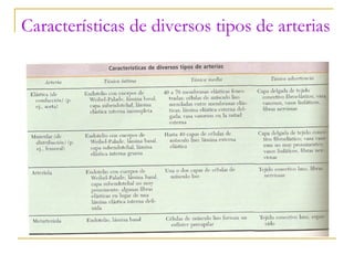 Características de diversos tipos de arterias 