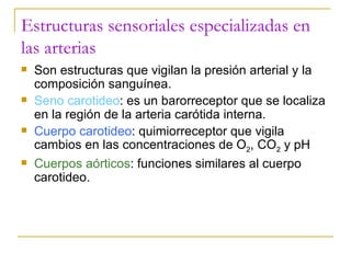 Estructuras sensoriales especializadas en las arterias Son estructuras que vigilan la presión arterial y la composición sanguínea. Seno carotideo : es un barorreceptor que se localiza en la región de la arteria carótida interna. Cuerpo carotideo : quimiorreceptor que vigila cambios en las concentraciones de O 2 , CO 2  y pH Cuerpos aórticos : funciones similares al cuerpo carotideo. 