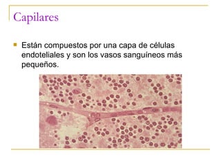 Capilares Están compuestos por una capa de células endoteliales y son los vasos sanguíneos más pequeños. 