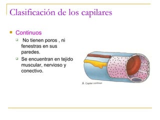 Clasificación de los capilares Continuos No tienen poros , ni fenestras en sus paredes. Se encuentran en tejido muscular, nervioso y conectivo. 