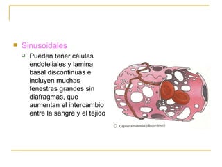 Sinusoidales Pueden tener células endoteliales y lamina basal discontinuas e incluyen muchas fenestras grandes sin diafragmas, que aumentan el intercambio entre la sangre y el tejido 