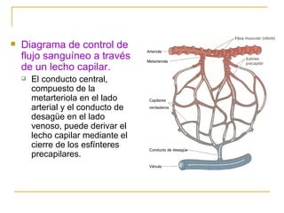 Diagrama de control de flujo sanguíneo a través de un lecho capilar.   El conducto central, compuesto de la metarteriola en el lado arterial y el conducto de desagüe en el lado venoso, puede derivar el lecho capilar mediante el cierre de los esfínteres precapilares. Arteriola Metarteriola Capilares verdaderos Conducto de desagüe Vénula 