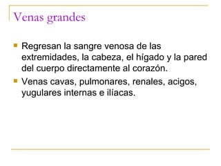 Venas grandes Regresan la sangre venosa de las extremidades, la cabeza, el hígado y la pared del cuerpo directamente al corazón. Venas cavas, pulmonares, renales, acigos, yugulares internas e ilíacas. 