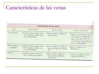 Características de las venas 