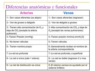 Diferencias anatómicas y funcionales 9.-El retorno venoso es ayudado por el sistema linfático 9.- La red de distribución es única 8.- La red es doble (regresan 2 o mas venas) 8.- La red e única (sale 1 arteria) 7.-La red es profunda y superficial 7.-La red es profunda 6.-Generalmente reciben el nombre de la arteria correspondiente 6.- Tienen nombre propio 5.-Tienen válvulas 5.- No tienen válvulas 4.-Tienen presión mínima (mmH 2 O) 4.-Tienen Presión (mmHg) 3.-Alta concentración de CO 2  y baja de O 2  (excepto las venas pulmonares) 3.- Tienen alta concentración de O 2  y baja de CO 2  (excepto la arteria pulmonar) 2.- Van de delgado a grueso 2.- Van de grueso a delgado 1.- Son vasos aferentes (regresan) 1.- Son vasos eferentes (se alejan) Venas Arterias 