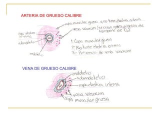 ARTERIA DE GRUESO CALIBRE VENA DE GRUESO CALIBRE 
