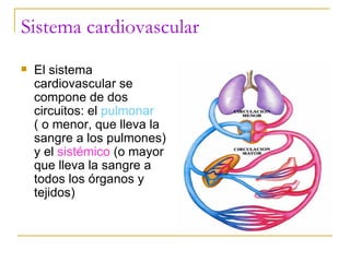 Sistema cardiovascular El sistema cardiovascular se compone de dos circuitos: el  pulmonar  ( o menor, que lleva la sangre a los pulmones) y el  sistémico  (o mayor que lleva la sangre a todos los órganos y tejidos) 
