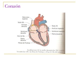 Corazón 