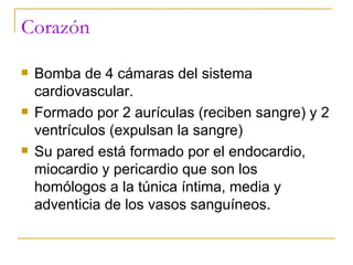 Corazón Bomba de 4 cámaras del sistema cardiovascular. Formado por 2 aurículas (reciben sangre) y 2 ventrículos (expulsan la sangre) Su pared está formado por el endocardio, miocardio y pericardio que son los homólogos a la túnica íntima, media y adventicia de los vasos sanguíneos. 