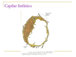 Capilar linfático 