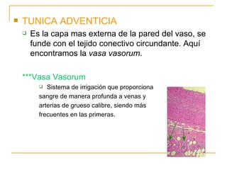 TUNICA ADVENTICIA Es la capa mas externa de la pared del vaso, se funde con el tejido conectivo circundante. Aquí encontramos la  vasa vasorum . ***Vasa Vasorum Sistema de irrigación que proporciona  sangre de manera profunda a venas y  arterias de grueso calibre, siendo más  frecuentes en las primeras. 