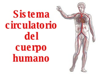 Sistema circulatorio del cuerpo humano 